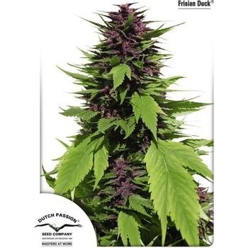 Dutch Passion Frisian Duck semena neobsahují THC 10 ks