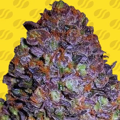 Original Sensible Seeds Purple Haze Auto semienka neobsahujú THC 50 ks