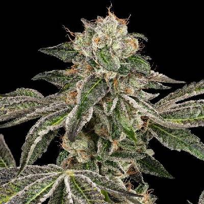 White Label Runtz Auto semena neobsahují THC 3 ks