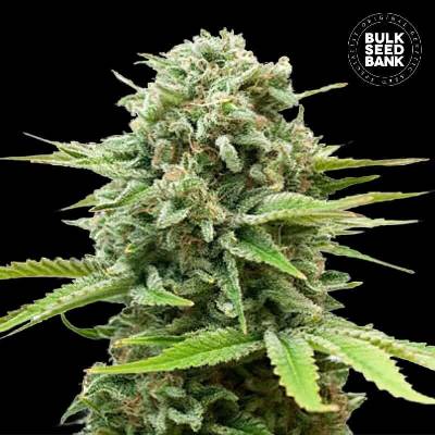 Bulk Seed Bank AUTO Guerilla Glue semena neobsahují THC 500 ks