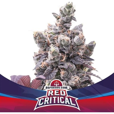 BSF Seeds Red Critical AUTO semena neobsahují THC 12 ks