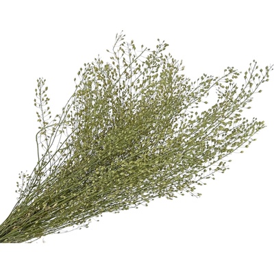Sušená tráva Lepidium - žerucha 100g - prírodná