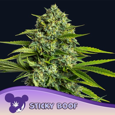 Anesia Seeds Sun of a Peach semena neobsahují THC 5 ks