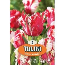 Tulipány Estella Rijnveld