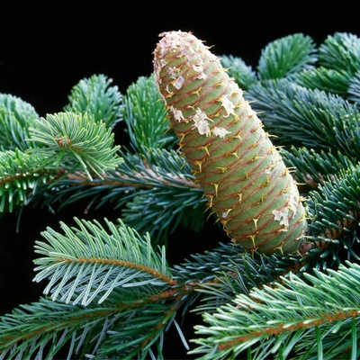 Jedľa biela - Abies alba - semená - 7 ks
