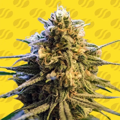 Original Sensible Seeds Lemon Oasis Auto semienka neobsahujú THC 10 ks