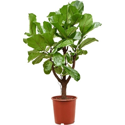 Ficus lyrata Branched 27x120 cm