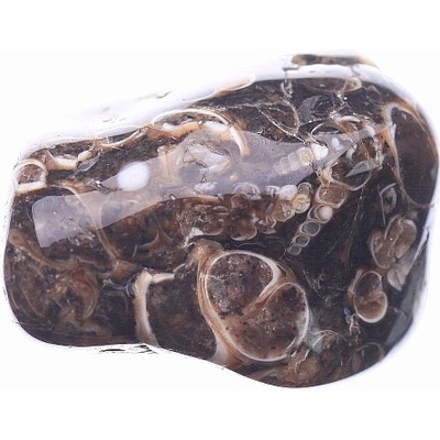 Nefertitis Turritella tromlovaná - XXL - cca 4 - 5 cm