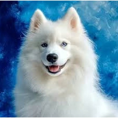Norimpex diamantové maľovanie Samojed 30 x 40cm