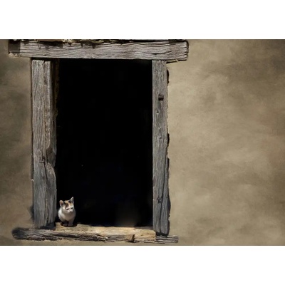 Fotografie - Zvelebil, Marketa: Kolik stojí ta kočička v okně - reprodukce obrazu – Zbozi.Blesk.cz