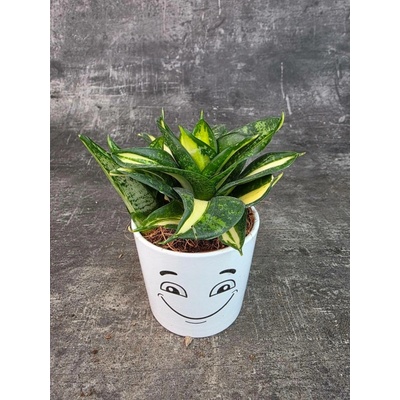 Sansevieria Trif spiral 9 cm