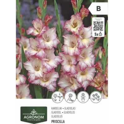 Seklos Гладиола Priscilla - 5 бр луковицa