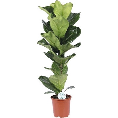 Fíkus lyrový FloraSelf Ficus lyrata výška cca 105 cm květináč Ø 21 cm