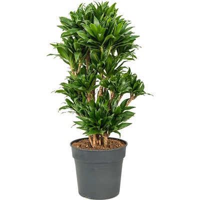 Dracaena fragrans compacta branched multi 30x100 cm