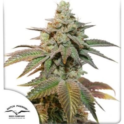 Dutch Passion AUTO Kerosene Krash semena neobsahují THC 3 ks
