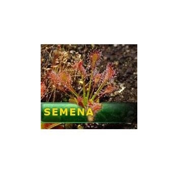 Semena | Drosera intermedia - Rosnatka prostřední