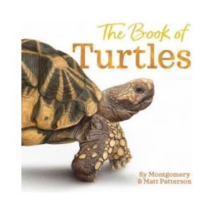 Book of Turtles | Matt Patterson (ISBN: 9780358458074)