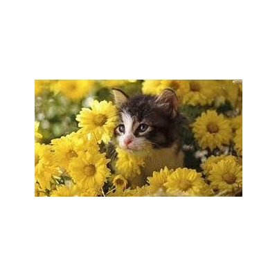 Диамантен Гоблен "Коте с Цветя" - 30 x 40 см, Квадратни мъниста