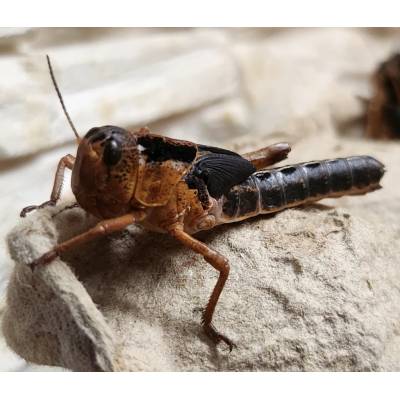 Velikost: subadult (cca 3-4 cm), 1 ks SENO DO BALÍKU: Přidat seno do balíku se sarančaty – Zboží Dáma