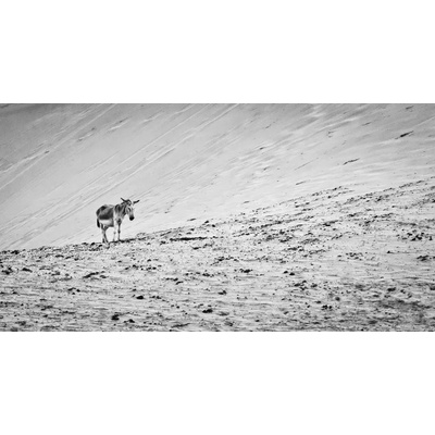 Fotografie - Hoogendijk, Frits: Bídníci - reprodukce obrazu