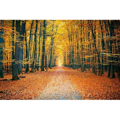 DIMEX ART Флизелинов фототапет цветен есенен парк 375 x 250 см