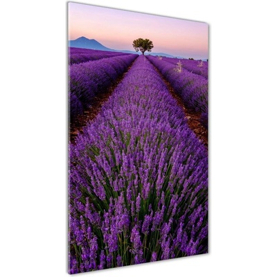 Vertikálny foto obraz sklo tvrdené Pole levanduľe 50x100 cm