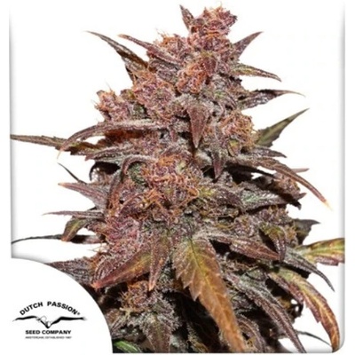 Dutch Passion CBD Auto Blackberry Kush semena neobsahují THC 100 ks