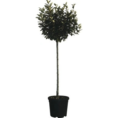 Hlošina stálozelená na kmienku FloraSelf Elaeagnus ebbingei výška 100-120 cm kvetináč 18 l