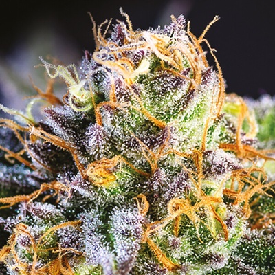 Anesia Seeds Yuhbary semienka neobsahujú THC 3 ks