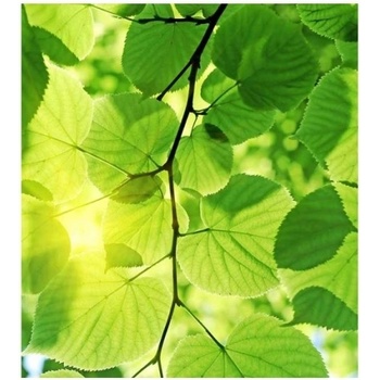 DIMEX ART s. r. o Флизелинов фототапет зелени листа 225 x 250 см