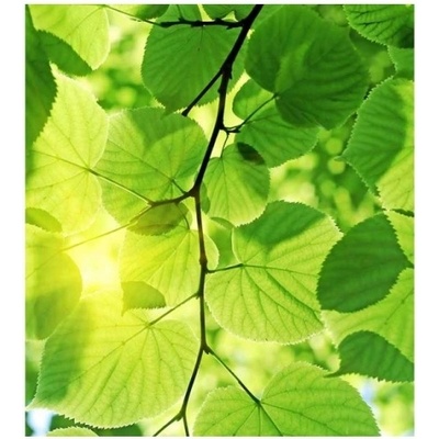 DIMEX ART Флизелинов фототапет зелени листа 225 x 250 см