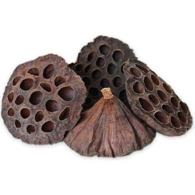 Lotus Large 100ks/8-10 cm Natural