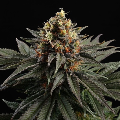 Kannabia Seeds Sativa Dream semienka neobsahujú THC 100 ks