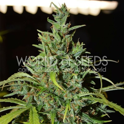 World of Seeds Neville Haze Ryder Auto semienka neobsahujú THC 12 ks