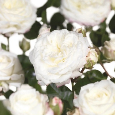 Ruža záhonová výška kmeňa 60 cm FloraSelf Rosa x hybrid 'Alabaster' kvetináč 6,5 l plnokvetá