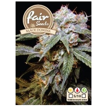 Fair Seeds Black Dominator semena neobsahují THC 10 ks