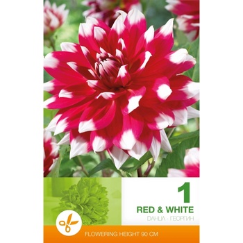 Seklos Далия (Гергина) Червено и бяло - 1 бр луковицa