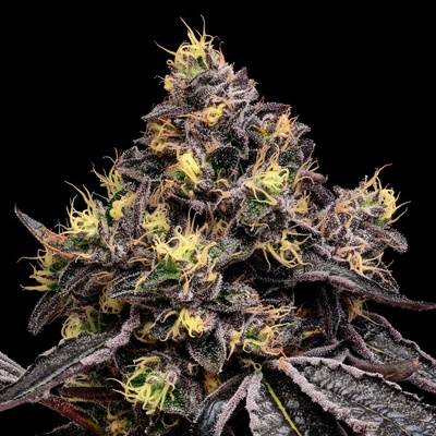 Anesia Seeds Glowberry Rush semena neobsahují THC 10 ks