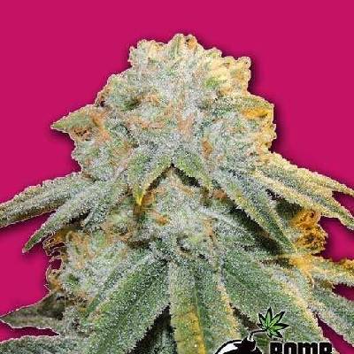 Bomb Seeds Bubble Bomb semena neobsahují THC 5 ks