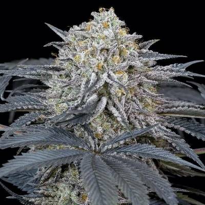 Silent Seeds Watermelon Runtz semena neobsahují THC 3 ks