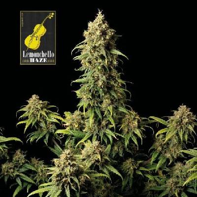 SEEDSMAN Lemonchello Haze semena neobsahují THC 3 ks