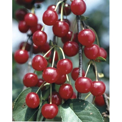Višňa BIO FloraSelf Bio Prunus cerasus 'Morela' 120-150 cm kvetináč 7,5 l