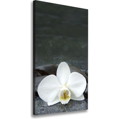 Vertikálny foto obraz na plátne Orchidea kamene 50x100 cm