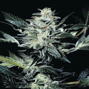 Paradise Seeds Atomical Haze semena neobsahují THC 3 ks