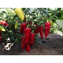 Paprika ročná Sakura - Capsicum annuum - semená - 30 ks