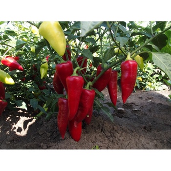 Paprika ročná Sakura - Capsicum annuum - semená - 30 ks