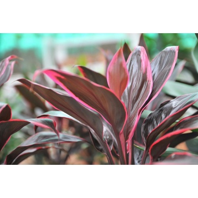 Cordyline Red edge 5,5 cm – Hledejceny.cz