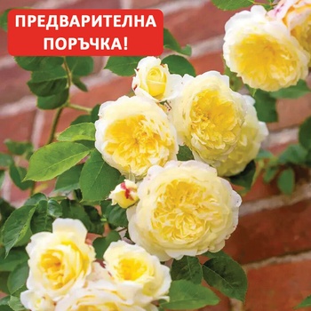 David Austin® Катерлива Роза The Pilgrim® - David Austin®