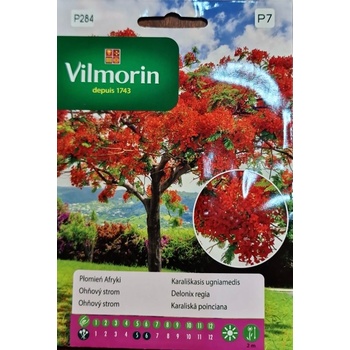 Vilmorin Огнено дърво Delonix regia