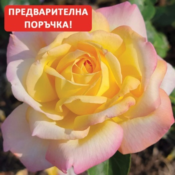 Meilland® Роза Peace® - (Meilland®)